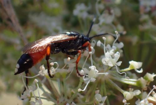 Ichneumon sp.